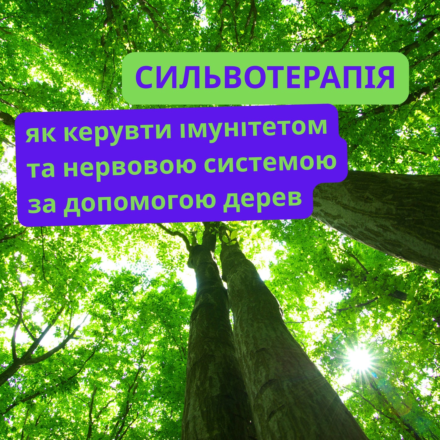 Сильвотерапія: Фізіологія та Магія Лісу